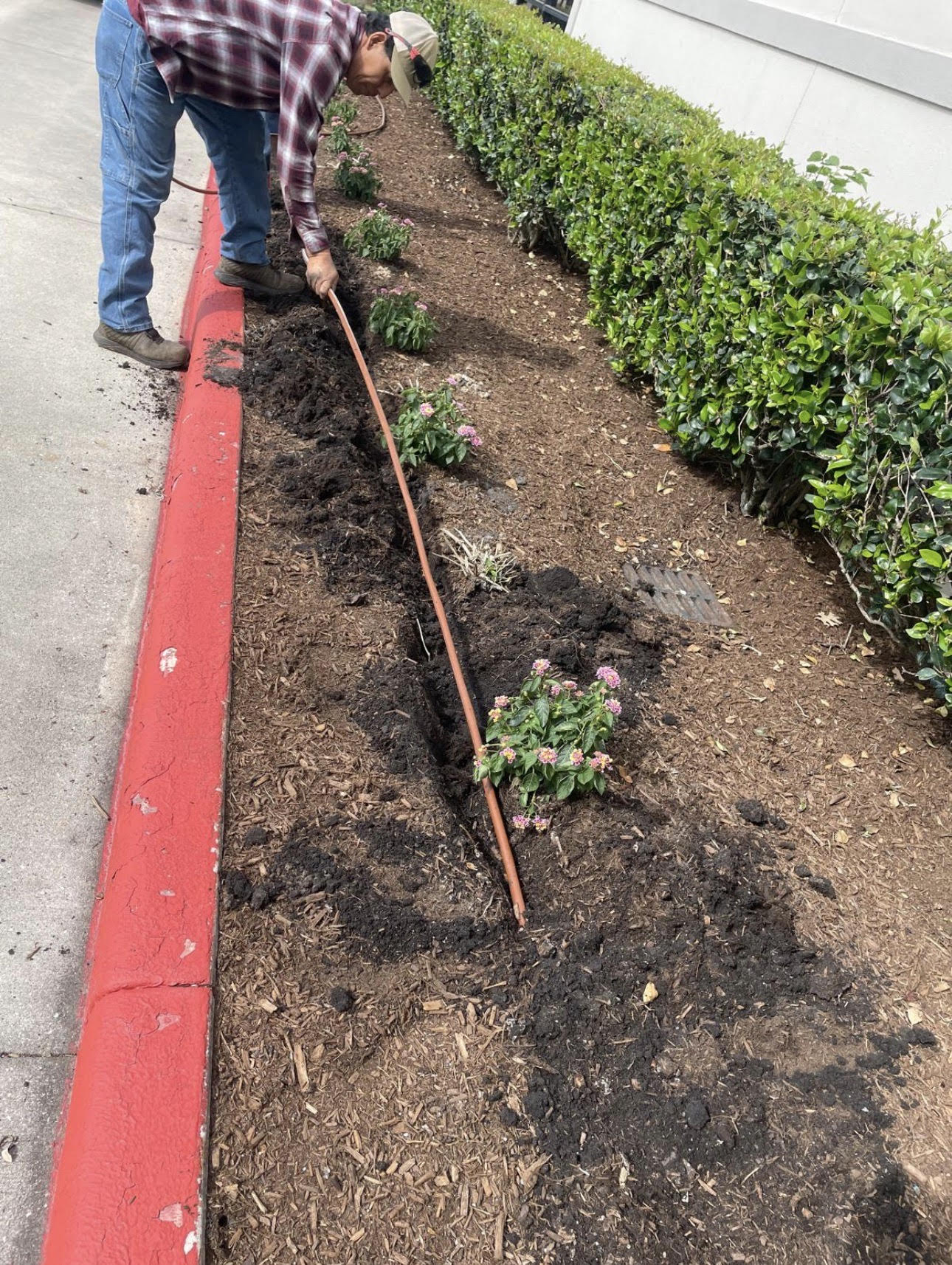 TruLeaf crew installing drip irrigation soaker line in commercial planting bed