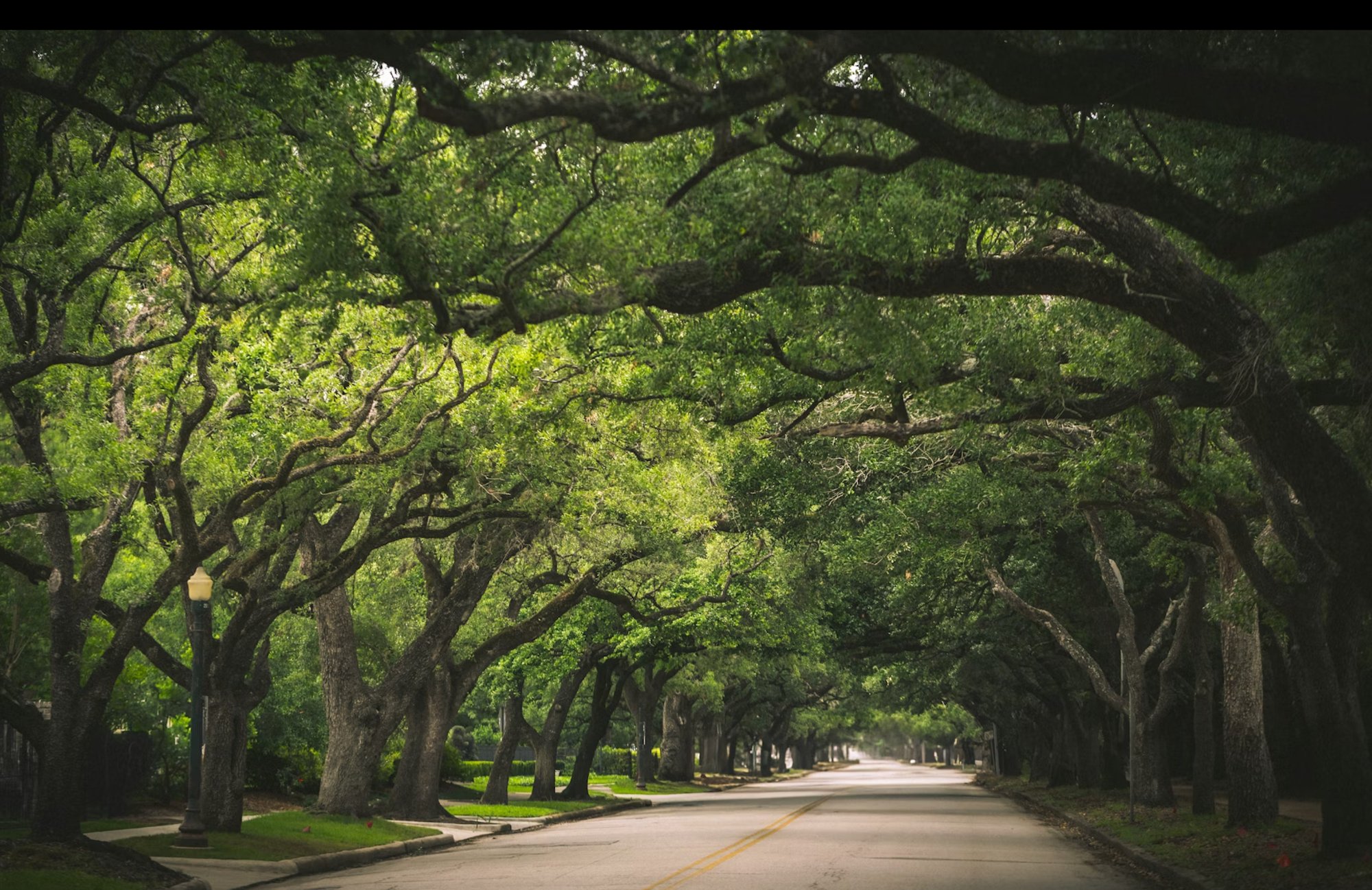 TruLeaf Landscape Management The Woodlands TX