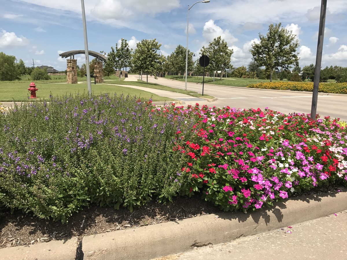 Large scale street median with purple salvia and vinca seasonal color by TruLeaf