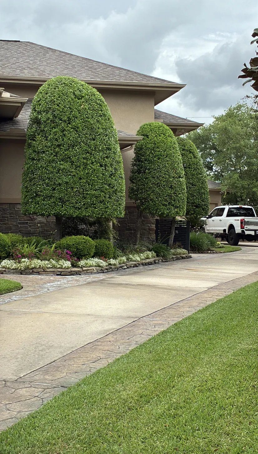 Precisely sculpted topiary trees with seasonal flower bed by TruLeaf Landscape Management